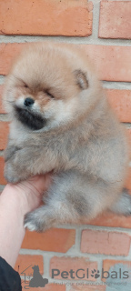 Photo №4. I will sell pomeranian in the city of Ужгород. private announcement, from nursery, breeder - price - 700$