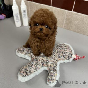 Photo №1. poodle (toy) - for sale in the city of Hannover | 258$ | Announcement № 156388