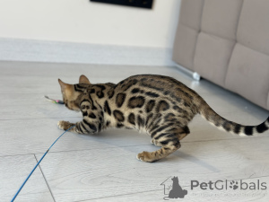 Photo №2 to announcement № 125549 for the sale of bengal cat - buy in United States private announcement, from nursery, breeder