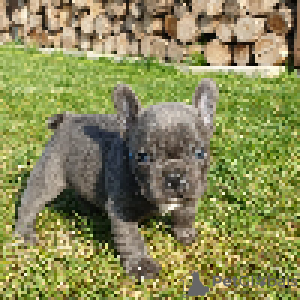 Photo №2 to announcement № 70896 for the sale of french bulldog - buy in Germany private announcement, breeder