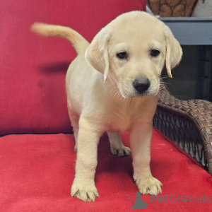 Photo №1. labrador retriever - for sale in the city of Berlin | 619$ | Announcement № 176362