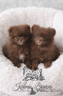 Photo №2 to announcement № 164238 for the sale of pomeranian - buy in Poland breeder