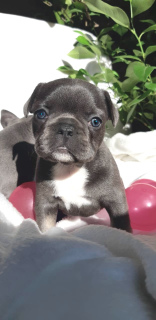 Photo №1. french bulldog - for sale in the city of Kiev | 1200$ | Announcement № 4360