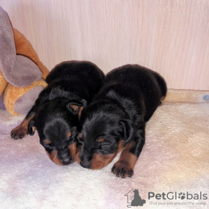 Photo №3. Mini-Doberman puppies. Russian Federation