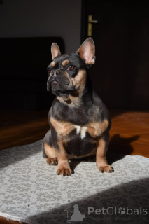Photo №2 to announcement № 134941 for the sale of french bulldog - buy in Serbia breeder