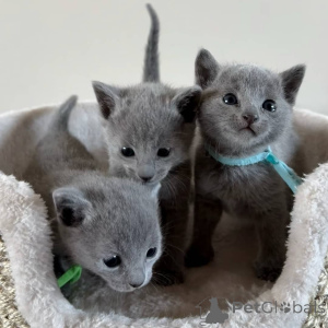 Photo №1. russian blue - for sale in the city of Achuyevo | negotiated | Announcement № 146274