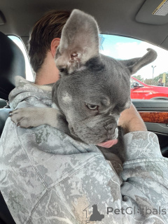 Photo №2 to announcement № 177466 for the sale of french bulldog - buy in Germany private announcement