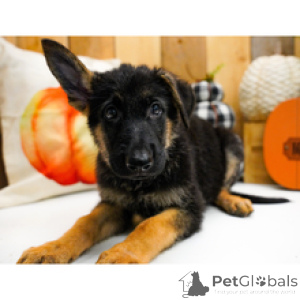 Photo №2 to announcement № 175435 for the sale of german shepherd - buy in United States private announcement