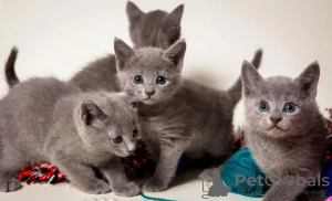 Photo №3. Russian blue kittens. Netherlands