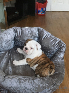 Photo №3. Three Vaccinated English bulldog puppies for sale. Germany