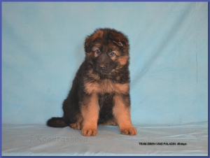 Photo №1. german shepherd - for sale in the city of Москва | 455$ | Announcement № 6128