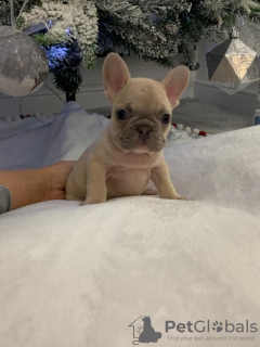 Photo №3. New year French Bulldog available now. Netherlands