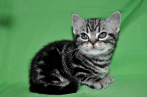 Photo №1. american shorthair - for sale in the city of Moscow | 722$ | Announcement № 2627