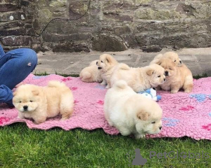 Photo №1. chow chow - for sale in the city of Pori | Is free | Announcement № 129439