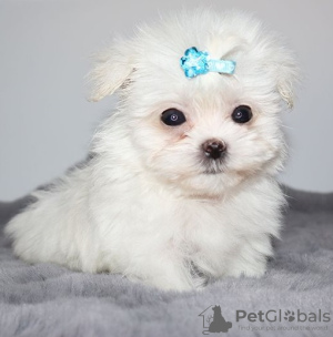 Photo №1. maltese dog - for sale in the city of Неаполь | 371$ | Announcement № 107578