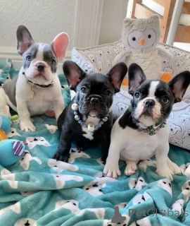 Photo №1. french bulldog - for sale in the city of GoldenStedt | 465$ | Announcement № 169439