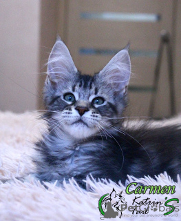 Photo №2 to announcement № 17915 for the sale of maine coon - buy in Russian Federation private announcement, from nursery, breeder