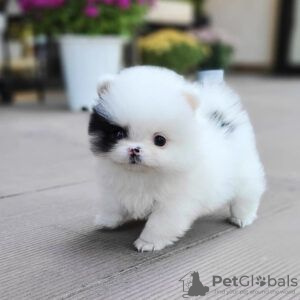Photo №2 to announcement № 130373 for the sale of pomeranian - buy in United States private announcement