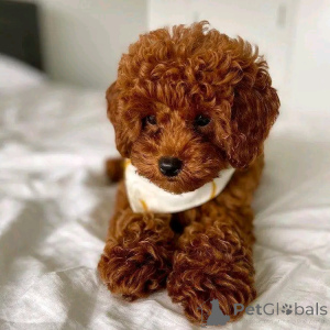 Photo №2 to announcement № 161533 for the sale of poodle (toy) - buy in Germany from the shelter, breeder