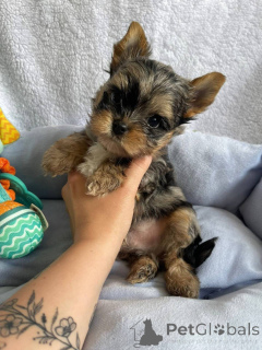 Photo №4. I will sell yorkshire terrier in the city of Helsinki. private announcement, from the shelter - price - 516$