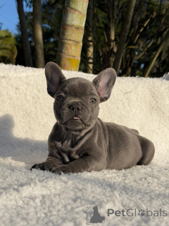 Photo №1. french bulldog - for sale in the city of Stockholm | negotiated | Announcement № 171274