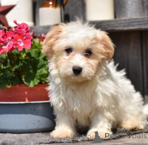Photo №2 to announcement № 136904 for the sale of havanese dog - buy in Germany breeder