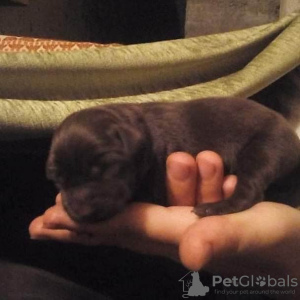 Photo №2 to announcement № 70723 for the sale of labrador retriever - buy in Bosnia and Herzegovina 
