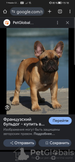 Photo №1. french bulldog - for sale in the city of Нови-Йичин | 500$ | Announcement № 119393