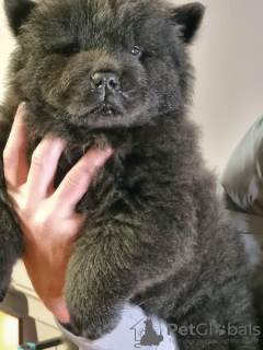 Photo №2 to announcement № 127689 for the sale of chow chow - buy in Portugal private announcement