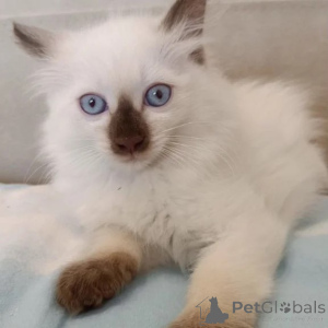 Photo №1. balinese cat - for sale in the city of Linden | 361$ | Announcement № 177593