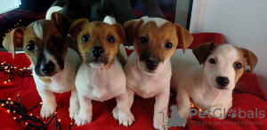 Photo №1. jack russell terrier - for sale in the city of Dnipro | 530$ | Announcement № 82124