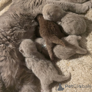 Photo №2 to announcement № 165156 for the sale of british shorthair - buy in Germany private announcement, from the shelter