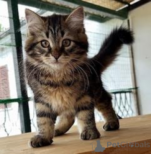 Photo №1. siberian cat - for sale in the city of Milan | 894$ | Announcement № 146095