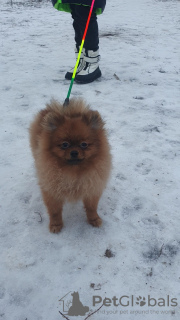 Additional photos: Pomeranian boy