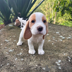 Photo №1. beagle - for sale in the city of Leipzig | 380$ | Announcement № 120619