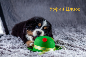 Photo №2 to announcement № 1981 for the sale of bernese mountain dog - buy in Russian Federation private announcement