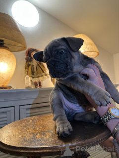 Photo №1. french bulldog - for sale in the city of Innsbruck | negotiated | Announcement № 160897
