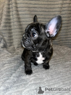 Photo №4. I will sell french bulldog in the city of Штутгарт.  - price - 659$