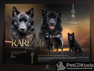 Photo №4. I will sell  in the city of Nysa. breeder - price - negotiated