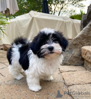 Photo №2 to announcement № 109168 for the sale of havanese dog - buy in Germany 