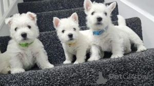 Photo №1. west highland white terrier - for sale in the city of Stockholm | negotiated | Announcement № 96310