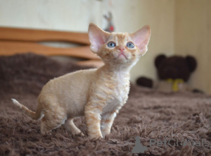 Photo №3. Devon Rex kittens for sale worldwide Delivery. United States