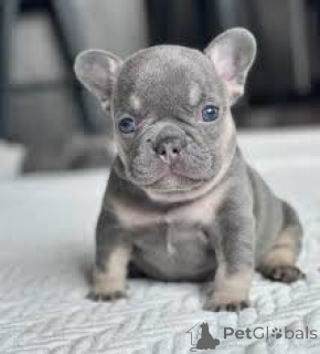 Photo №1. french bulldog - for sale in the city of BELFAST | 1032$ | Announcement № 166102