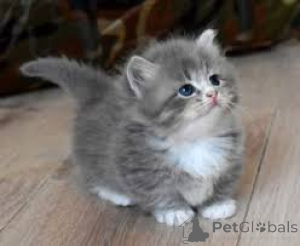Photo №1. munchkin - for sale in the city of Brussels | 516$ | Announcement № 172717