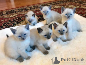 Photo №1. siamese cat - for sale in the city of Reinbek | 361$ | Announcement № 172320