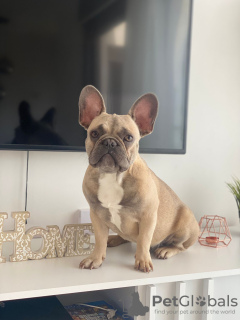 Photo №1. french bulldog - for sale in the city of Harish | 3698$ | Announcement № 36208