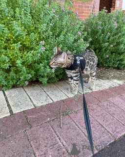 Photo №2 to announcement № 152776 for the sale of bengal cat - buy in France private announcement