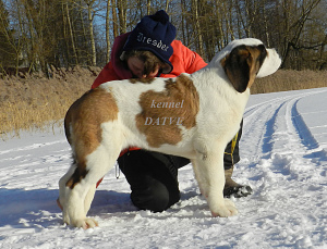 Photo №4. I will sell st. bernard in the city of Солнечногорск. private announcement - price - Negotiated