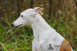 Photo №2. Mating service whippet. Price - negotiated