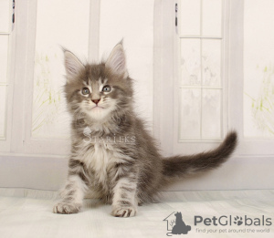 Photo №2 to announcement № 9153 for the sale of maine coon - buy in Russian Federation from nursery, breeder